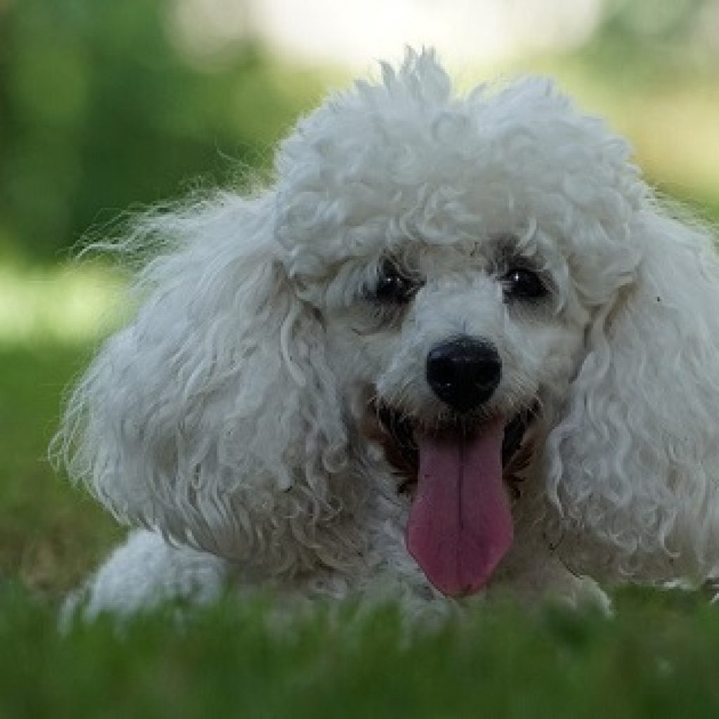 ilustração poodle