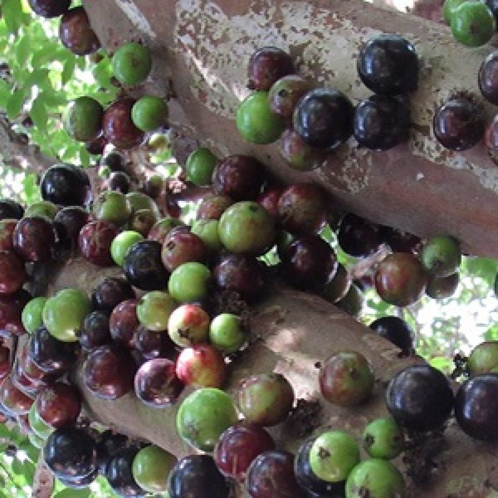 ilustração jabuticaba