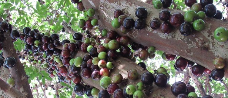 ilustração jabuticaba